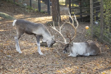European forest reindeer male and fawn playing