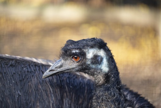 Emu (female)