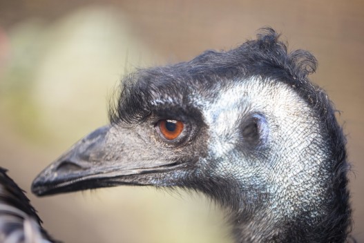 Emu (female)