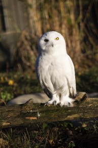 Snowy owl (Bubo scandiacus) - MALE