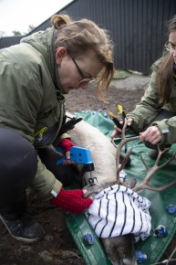 Vet attaching a GPS tracker to the European forest reindeer's ear