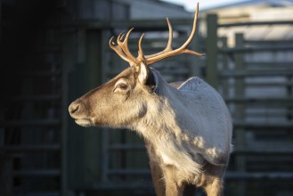 European forest reindeer Loru