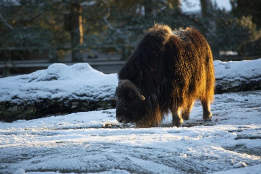 Musk ox (female) in the snow