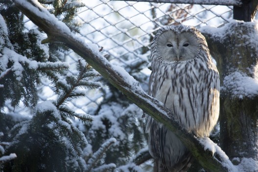 Ural owl and snowy branches