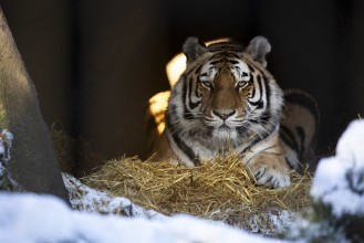 Amur tiger in the den (female)