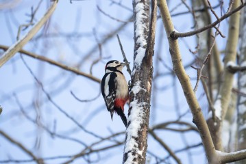 Great spotted woodpecker in the zoo area