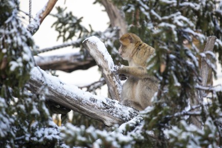 Barbary macaque eating snow