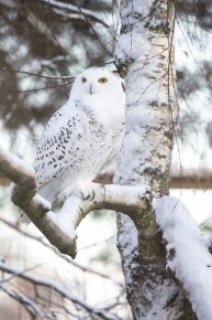 Snowy owl (female) on a snowy birch