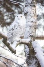Snowy owl in the snow