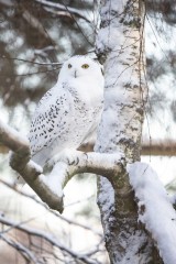 Snowy owl (female) on a snowy birch