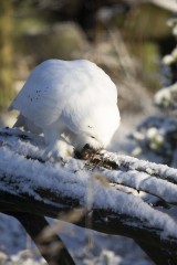 Snowy owl eating