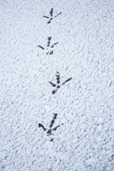 Peacock footprints in the snow