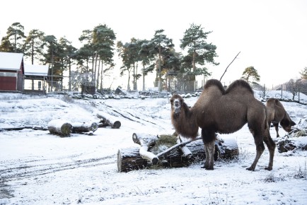 Camels and the snow