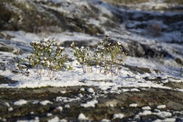Snowy plants