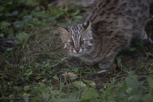 Young Amur leopard cat
