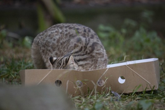 Young Amur leopard cat in a box
