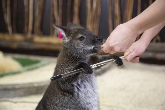 Red wallaby training