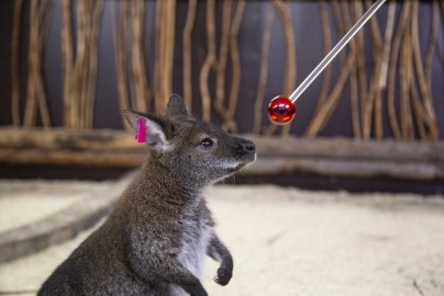 Red wallaby target training