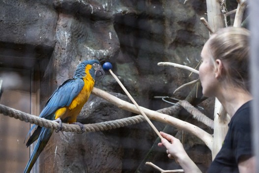 Target training a blue-throated macaw