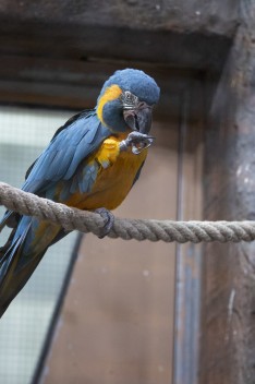 Blue-throated macaw (female)