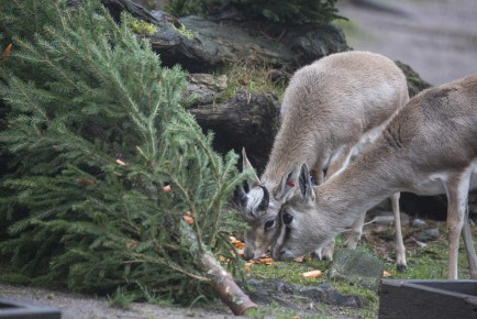 Goitered gazelles with Christmas trees