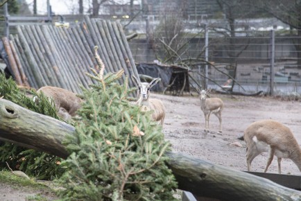 Goitered gazelles with Christmas trees