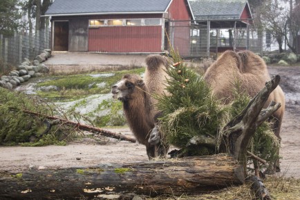 Camels eating hay and carrots from Christmas trees