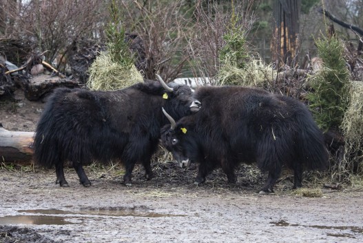 Yaks eating hay from Christmas trees