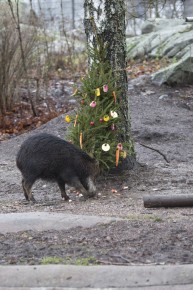 White-lipped peccaries eating fruits from a Christmas tree