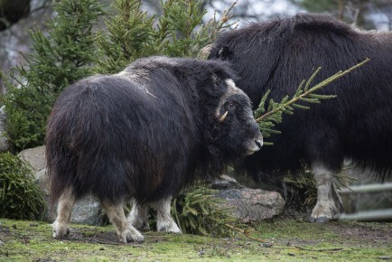 Musk oxes and Christmas trees