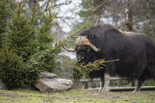 Musk ox (male) and Christmas trees