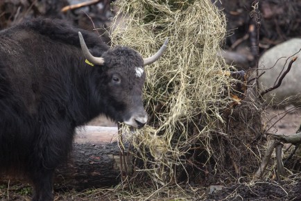 Yaks eating hay from Christmas trees