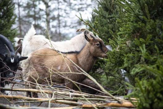 African pygmy goats eating Christmas trees