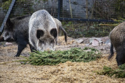 Wild boars and Christmas trees