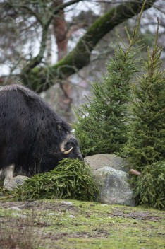 Musk ox (female) and Christmas trees