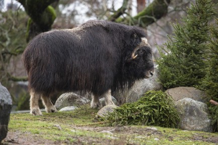 Musk ox (female) and Christmas trees