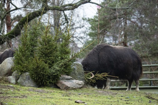 Musk ox (male) and Christmas trees