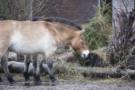 Przewalski's wild horses eating Christmas trees