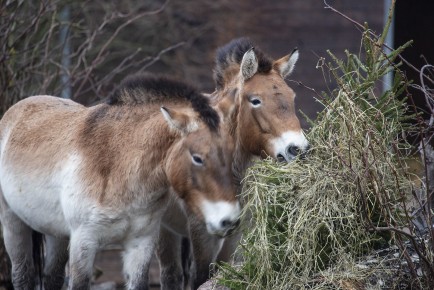 Przewalski's wild horses eating Christmas trees