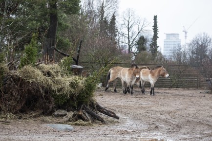 Przewalski's wild horses coming to the Christmas trees