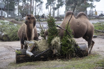 Camels eating hay and carrots from Christmas trees