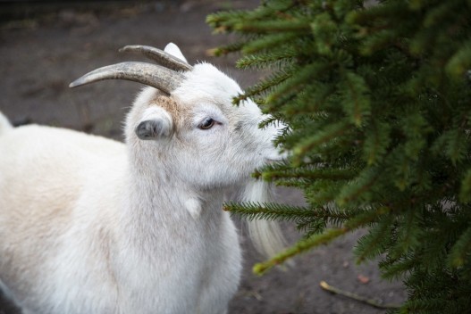 African pygmy goats eating Christmas trees