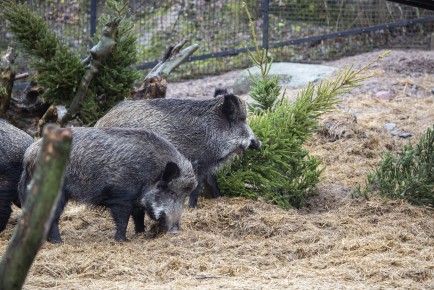 Wild boars and Christmas trees