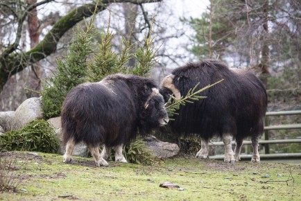 Musk oxes (female in the front) and Christmas trees
