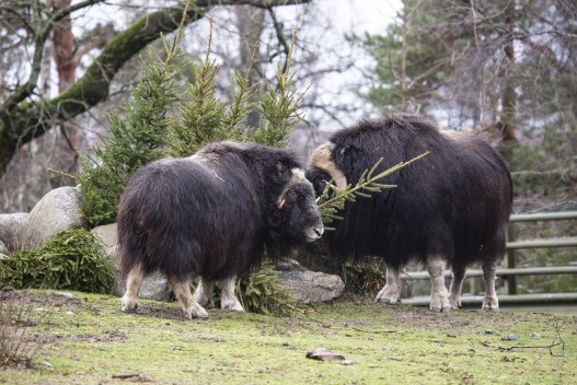 Musk oxes (female in the front) and Christmas trees