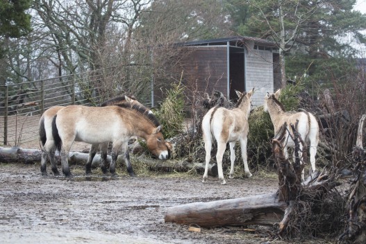 Przewalski's wild horses and kulans eating Christmas trees