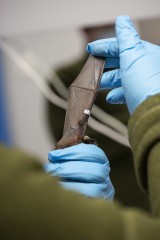 Checking the wings of the parti-coloured bat in Wildlife Hospital
