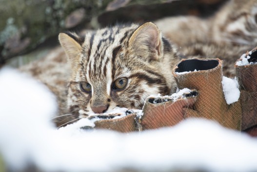 Amur leopard cat (young male)