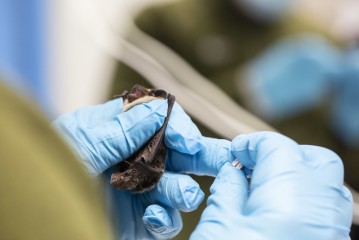 Ringing the parti-coloured bat in Wildlife Hospital