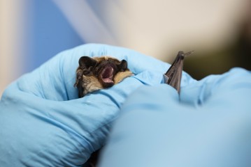 Ringing the parti-coloured bat in Wildlife Hospital